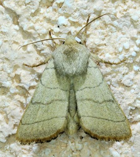Réf. 339 283 : Charanyca trigrammica